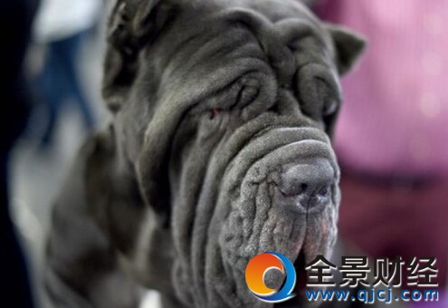 ��˹��˹��Ȯչ ���־�Ʒ�������ȵ�һ��Ѫ��ͼ��