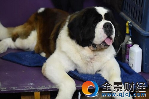 ��˹��˹��Ȯչ ���־�Ʒ�������ȵ�һ��Ѫ��ͼ��