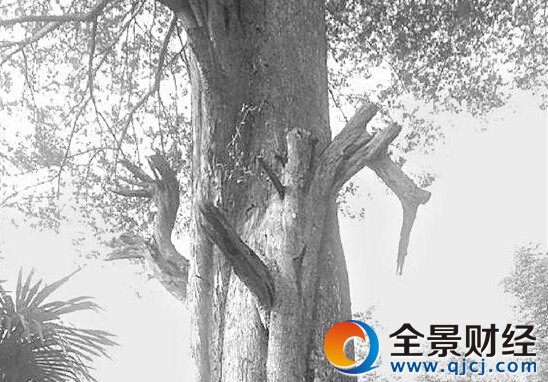 16代人守370岁红豆杉 繁育几十万株杉苗每年收益数百万