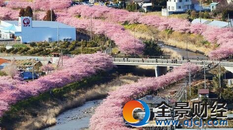 日本早樱绽放 路边樱花形成浪漫粉色花道变身“花花世界”