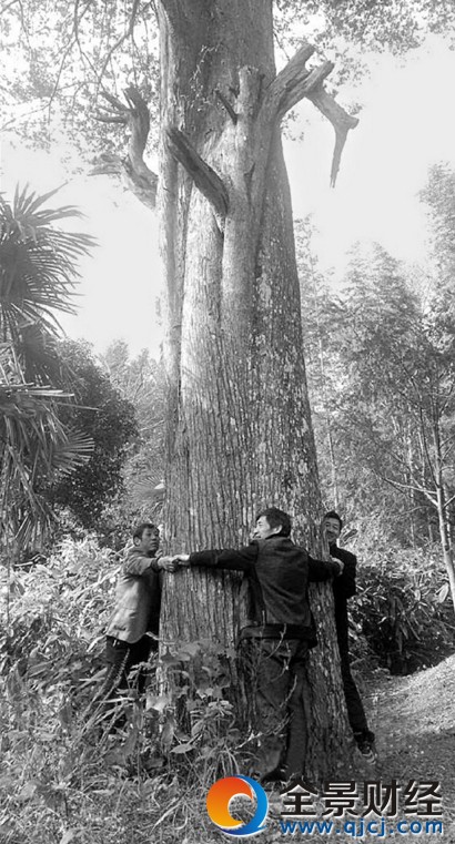 ����16�����ػ��춹ɼ370�� ������������ʮ��������