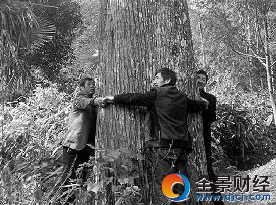 16代人守370岁红豆杉 繁育几十万株杉苗每年收益数百万