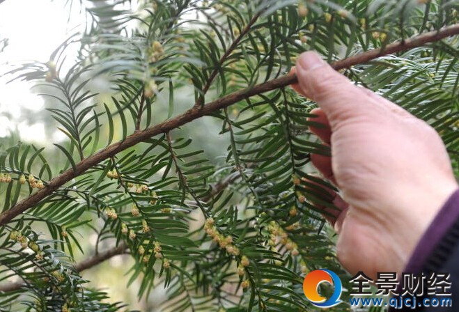 16代人守护红豆杉370年 繁育几十万株杉苗创收数百万