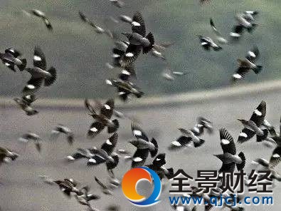 世界卫生组织总干事陈冯富珍日前指出,自2013年起,中国报告出现季节性“人感染H7N9禽流感”病例已逾1000例。