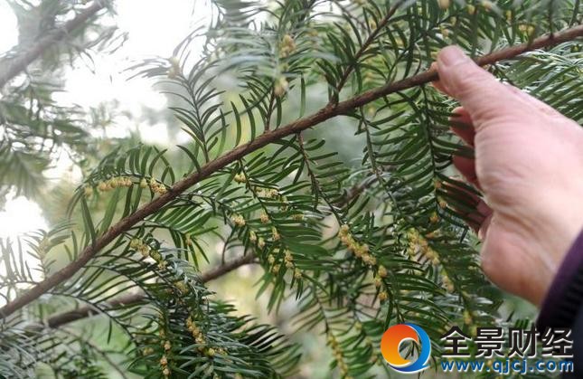 16代人守护红豆杉370年 村里每年收益好几百万元