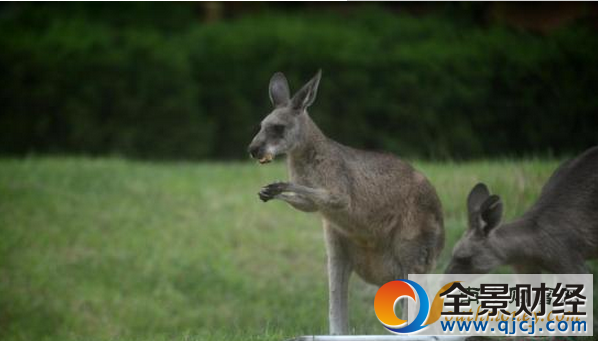 澳将消灭百万只袋鼠