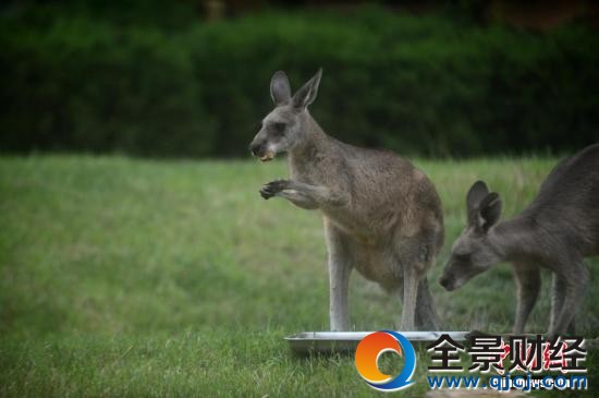 澳将消灭百万袋鼠:2016年160万只被射杀 95%袋鼠肉出口至海外