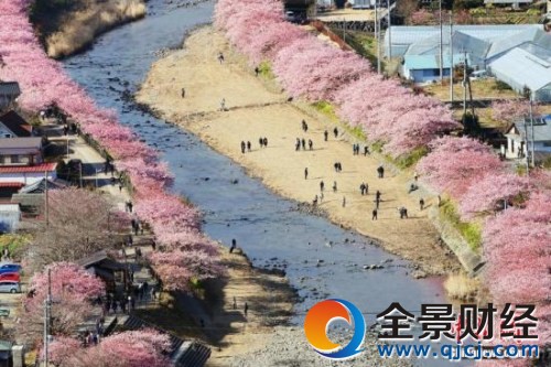 日本早春樱花盛开 观赏期短暂仅仅维持到3月上旬