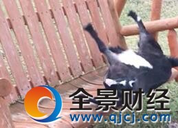 山羊紧张变僵尸羊 喜洋洋荡秋千时昏倒滑稽画面曝光