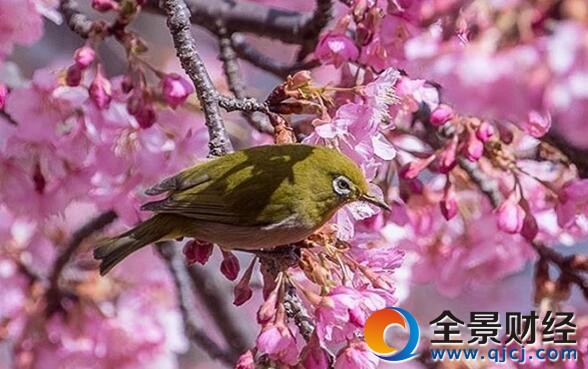 �ձ��紺ӣ��ʢ��