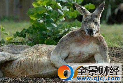 澳将消灭百万袋鼠