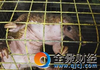 中药被曝购穿山甲 亳州同仁堂:现在已不能申请购买