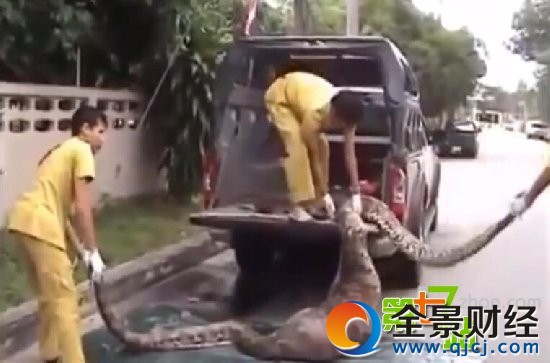蟒蛇生吞活人被解剖:划开肚子吓坏全场 场面不忍直视(图)(4)