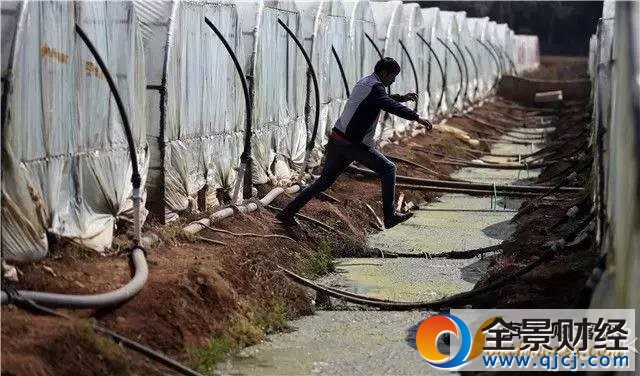 千吨蔬菜价低烂地 现场图片曝光菜农表情揪心