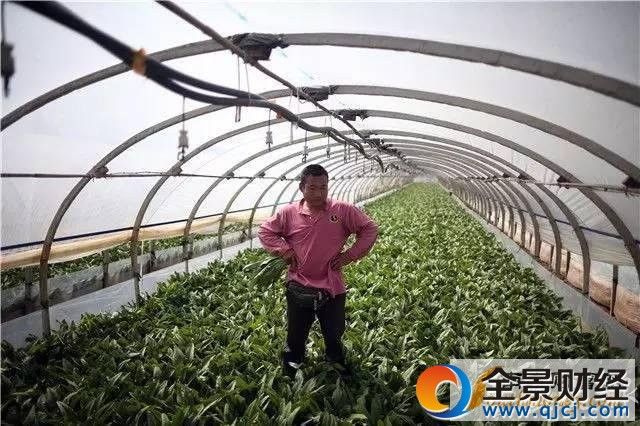 千吨蔬菜价低烂地 现场图片曝光菜农表情揪心