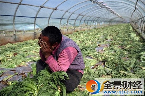 千吨蔬菜价低烂地