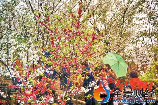 新丰樱花峪新春赏花施用和摄