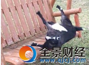 山羊紧张一秒变僵尸 患怪病一紧张或激动肌肉僵住