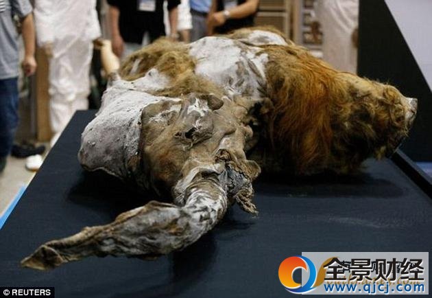 猛犸象在数千年以前便已灭绝,但哈佛大学的科学家们近日宣称,两年之内就能使它们起死回生。图为2013年在西伯利亚冰层中发现的一头雌性猛犸象,它生活在距今39000年前。