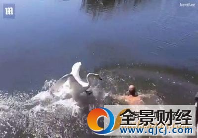 游泳遭天鹅围攻