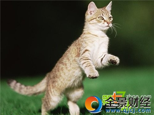 世上是否真的有猫仙存在?民间流传灵异事件