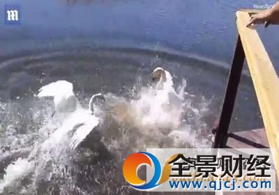 游泳遭天鹅围攻