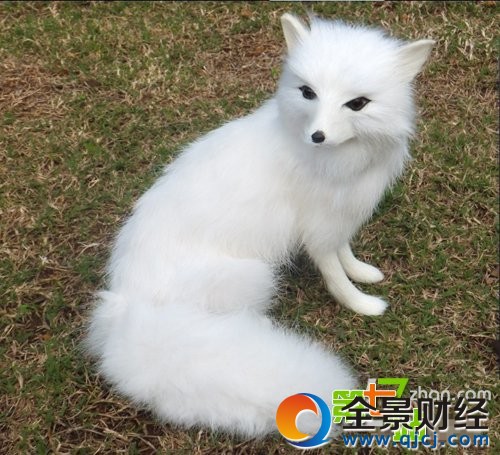 震惊全国的香港“狐仙”事件 多名婴儿死亡