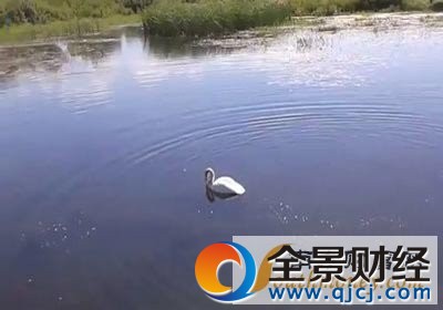 游泳遭天鹅围攻