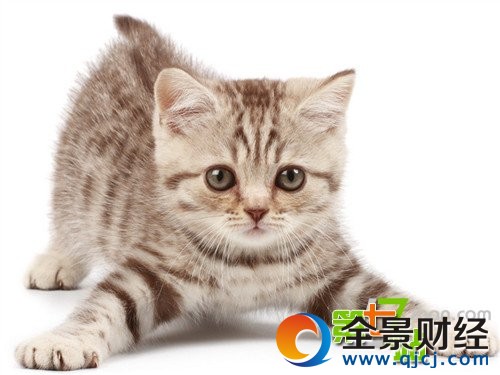 世上是否真的有猫仙存在?民间流传灵异事件