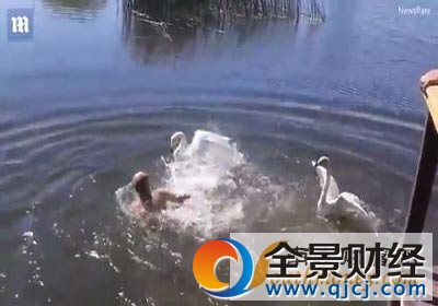 游泳遭天鹅围攻