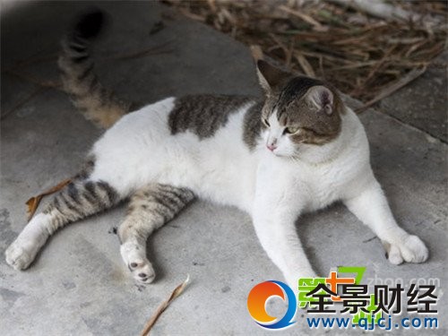 世上是否真的有猫仙存在?民间流传灵异事件