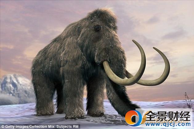 猛犸象在上一次冰河时期一度称霸欧洲、亚洲、非洲与北美洲。后来由于气候变化和人类捕猎的双重影响,在距今约4500年前销声匿迹。