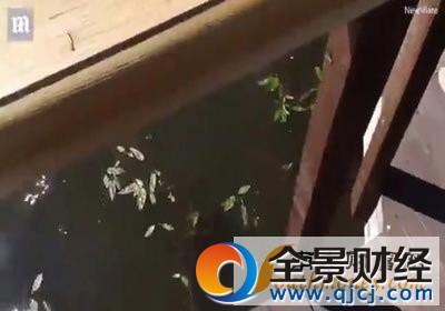 游泳遭天鹅围攻