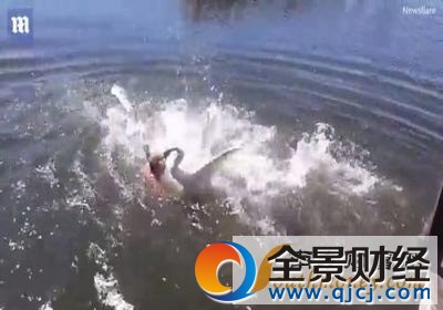游泳遭天鹅围攻