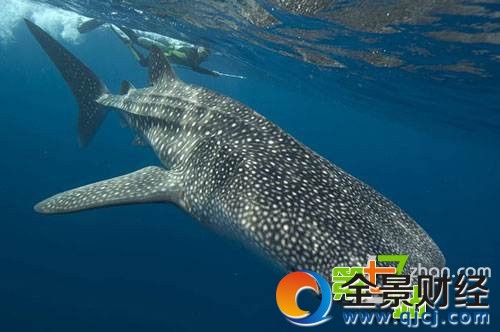 �й���ֻ�������ˣ������Ϻ����ľ�������