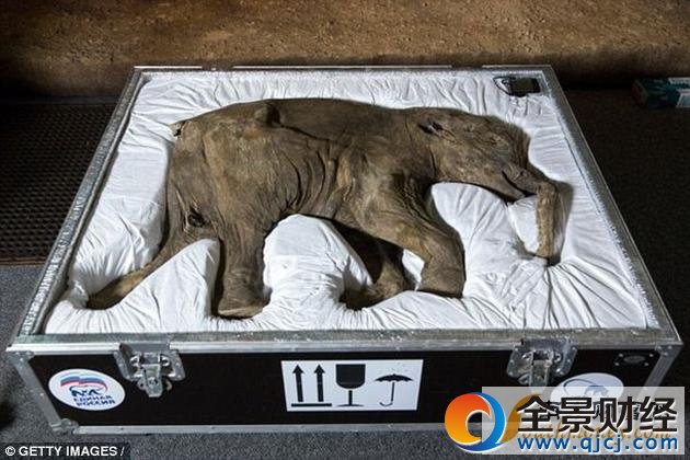 图为世界上保存最完好的猛犸象Lyuba,2014年在美国自然历史博物馆展出。