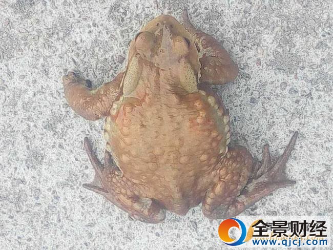 农民抓114只癞蛤蟆被拘:难道还犯法?