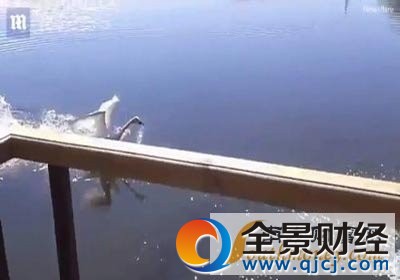 游泳遭天鹅围攻