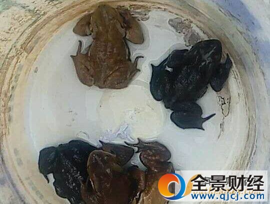 农民抓114只癞蛤蟆被拘:难道还犯法?