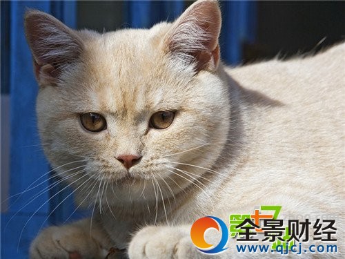 世上是否真的有猫仙存在?民间流传灵异事件