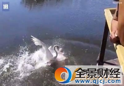 游泳遭天鹅围攻