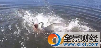 游泳遭天鹅围攻