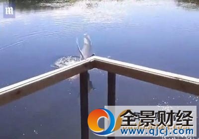 游泳遭天鹅围攻