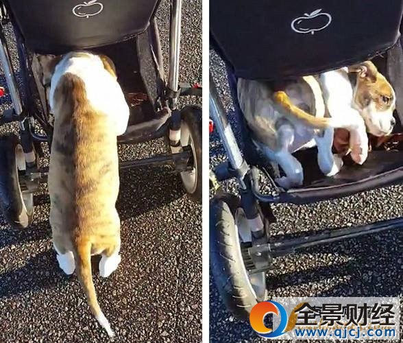 可爱!斗牛犬耍赖不愿走路 蹭婴儿代步车萌翻网友