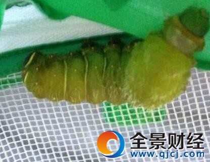 �к�����ͨ��Ӽȴ������ϲ ��βˮ��꾹�������