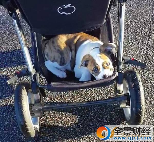 可爱!斗牛犬耍赖不愿走路 蹭婴儿代步车萌翻网友