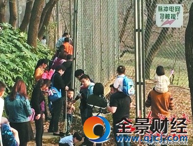 游客无视电网近距离观虎 不顾危险违规跨越护栏现象普遍
