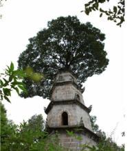 388年古塔上长树 网络图