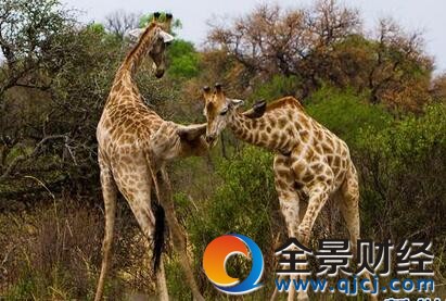 长颈鹿使出佛山无影脚 洪荒之力爆发啪啪啪最牛连环踢