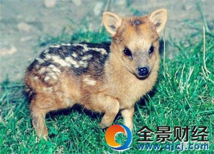 ��СƷ��¹����